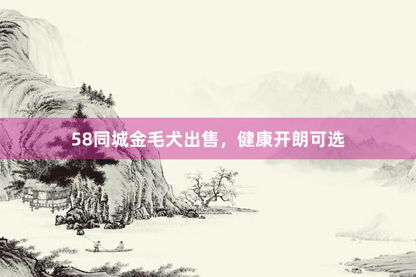 58同城金毛犬出售，健康开朗可选