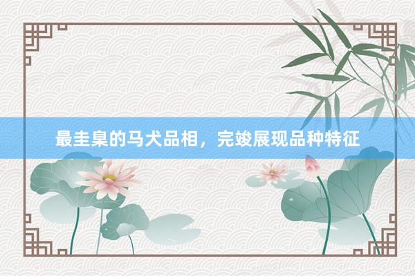 最圭臬的马犬品相,完竣展现品种特征